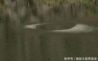 猎塔湖水怪视频,揭秘水下神秘生物之谜
