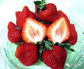 日本草莓最好,甜蜜果实中的贵族之选