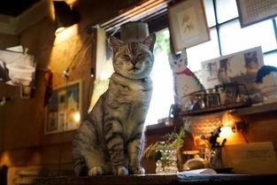 日本人与猫,猫奴与猫道主义者的共舞