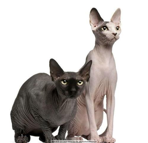 无毛猫 明星,毛茸茸的时尚宠儿