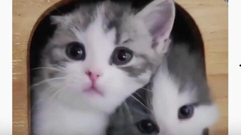 猫咪视频官网,带你领略萌宠世界的无限魅力